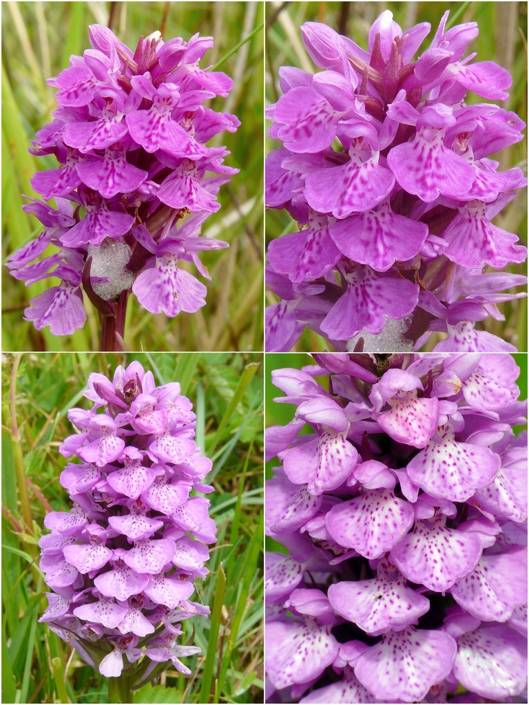 Orchidee d''Irlanda